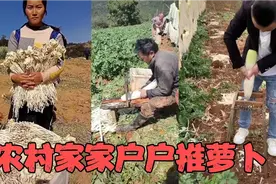 农村家家户户都种萝卜，生活不容易背着娃也要在地里干活,推萝卜视频封面