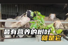 羊最爱吃的七种树叶，根据营养价值和喜爱程度，做个综合排名视频封面