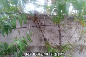 桃树叶配河柳叶泡脚治脚气另外广州白云〈头孢何济公)撒脚指间视频封面