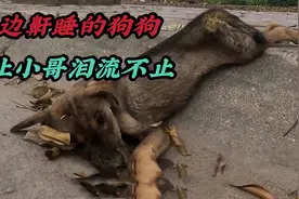马路边的狗狗，正当小哥准备上前营救时，却发现了让人难过的一幕视频封面