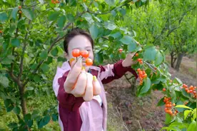 四川的樱桃熟了，漫山遍野都是红的，小妹边吃边摘是小时候的味道视频封面