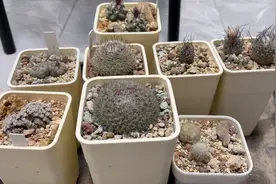 偶然发现小白星有花苞了，于是把所有带花的仙人球都拍一拍视频封面