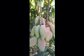 海南挑芒果，一天一人挑至少50担，一担120-150斤！这种苦能吃吗视频封面