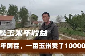 1亩糯玉米怎么做到年收益10000元？种植户详细讲解：从种植到销售视频封面