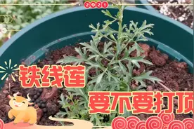 铁线莲小苗要不要打顶？经过对比，预埋芽点方法更有限视频封面