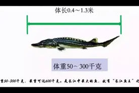 水中大熊猫之中华鲟视频封面