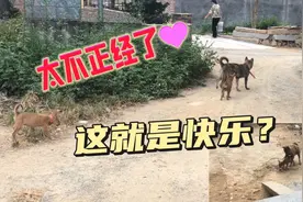 太不正经了，这就是快乐？视频封面
