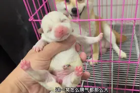 出生20分钟的小柴犬，刚拿手里就气的摇头晃脑不让碰，脾气真大！