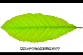 体脂秤原理视频封面