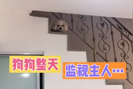 狗狗整天趴在楼梯上，就像是在监视主人…视频封面