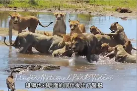 当鳄鱼遇到狮子和遇到老虎的区别视频封面