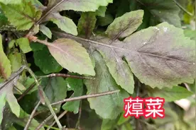 大自然馈赠之蔊菜，药食同源的一种植物，你认识和了解它吗？视频封面