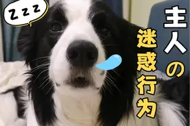 狗狗有时候就像个温暖的小太阳，还会安慰主人