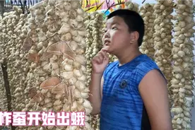 柞蚕开始出蛾了，12岁的小孩一手抓，忙碌的时候开始啦
