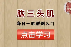 【每日一肌】肱三头肌——容易松弛的肌肉，手臂痛、拜拜肉的元凶