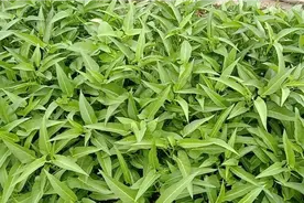 福建ong菜，又名空心菜，自家种的好吃又不贵😍😍😍视频封面
