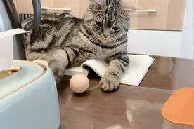 这猫也太搞笑了，玩鸡蛋是有多无聊，这么不情愿，我笑得直不起腰