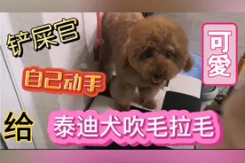 在家给宠物美容狗狗泰迪犬拉毛吹毛，一套洗剪吹省了一百多块钱
