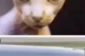 美女竟公然在飞机上用母乳喂猫？视频封面