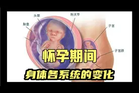 怀孕期间身体各系统的变化。视频封面