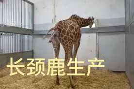 长颈鹿生产全过程，腿长脖子长的长颈鹿干啥都停方便。视频封面