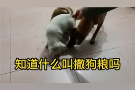 知道什么叫撒狗粮吗？毛毛虫告诉你撒狗粮的真正意思