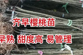 齐早樱桃苗，吉塞拉根系，早熟甜度高，不裂果视频封面