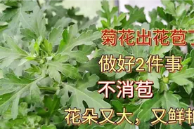 菊花出花苞了，做好两件事，不消苞，花朵又多，又大，又鲜艳！视频封面