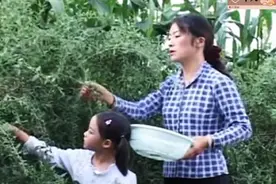 云南山歌剧——家花野花一起栽  第一集视频封面
