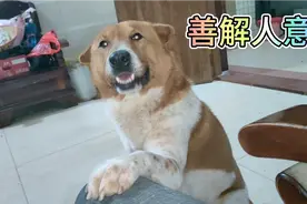 东哥养了4年的土狗子，如此善解人意，太治愈心灵了视频封面