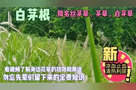 白茅根别名丝茅草，茅草，白茅草，它有凉血上血清热利尿的功效。