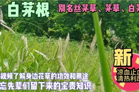 白茅根别名丝茅草，茅草，白茅草，它有凉血上血清热利尿的功效。视频封面