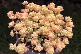 多肉劳尔度夏其实并不难，我们需要遮阴，控水，最主要还要通风视频封面