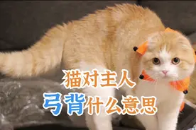 猫对主人弓背是什么意思视频封面