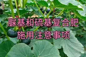 脲基复合肥，硫基复合肥各自利弊及施用注意事项！视频封面