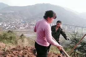 大姐发现了一个赚钱的种植项目，立马开荒种，长石头的地能种吗