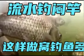 流水闷竿钓法，配合最佳做窝补窝方法，鱼进窝多，不小心就爆护视频封面