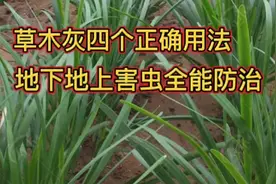 草木灰别用错，四个正确方法，地下地上害虫全能防，促长又增产视频封面