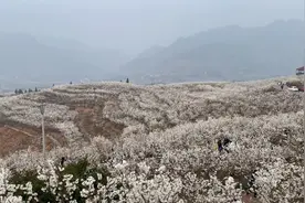 贵州纳雍总溪河畔数万亩玛瑙红樱桃花盛开，漫山遍野，粉白馨香。视频封面