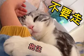 母猫怀孕后，公猫开始粘人的离谱？这怕是在争家庭地位？！