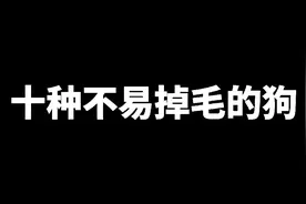 盘点∶“10种不易掉毛的狗狗”，想养狗的朋友，优先考虑这些十种