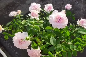 丽拉月季的夏花：丰花勤花，株型紧凑，短枝开花视频封面