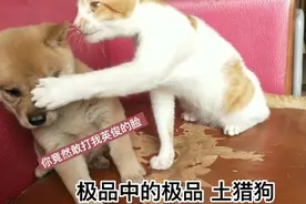 极品土猎狗 ，别人出1000我都不卖 ，大家看他值不值这个价钱