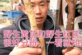 中药材野生黄芪和野生红芪怎么分辨分辨，一看就知道