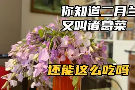 你知道二月兰又叫诸葛菜，还能这么吃吗？春天能吃的花和野菜。视频封面