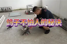 鸽子不怕人的诀窍就是别给它吃太饱😜视频封面