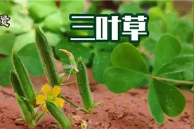 三叶草：西方人眼中的幸运草，爱尔兰的国花，中国农民视为祸害