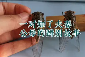 一对知了夫妻的故事，科普公母的辨别方法与山东的四种知了种类