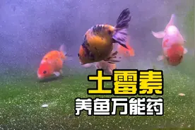 土霉素为什么被称为观赏鱼中的万能药？土霉素的治疗方法和功效。视频封面