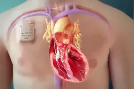 大自然是个工程师吧，心脏心肌细胞收缩原理,3D演示。。